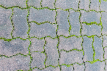 Fototapeta premium Paving block with moss can be used as background
