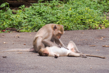 The Monkeys in the wild.