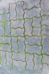 Paving block with moss can be used as background