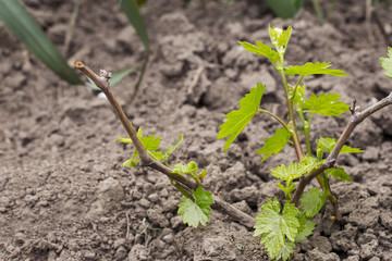 sprout of grapes