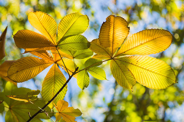 Yellow and green leaf in autumn sunlight