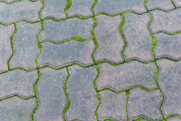 Paving block with moss can be used as background