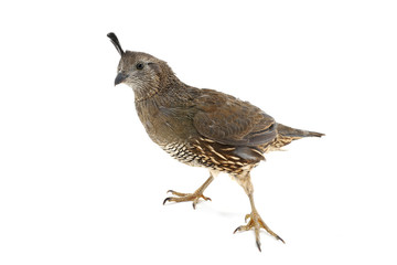  Female California Quail