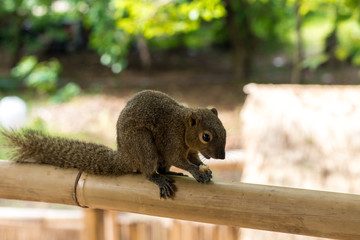 Asian Squirrel on a bamboo eating french fries. Asia, Bali, Indonesia.