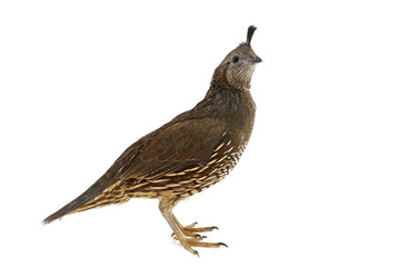  Female California Quail