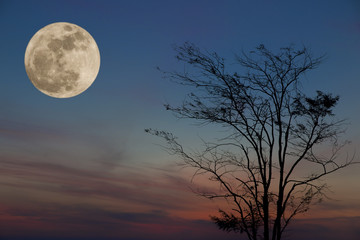 Fototapeta na wymiar silhouette of tree with moon in dramatic light.