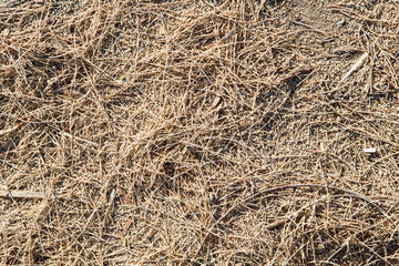 Pine Needle or Pine Straw Covered Forest Floor