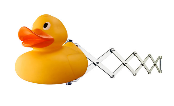Yellow toy rubber duck isolated on scissor spring