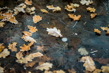 autumn leaves in ice water