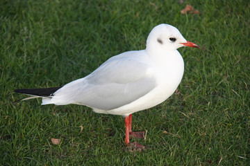 Mouette grise dans un pré