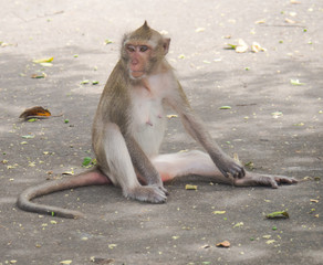 The Monkeys in the wild.