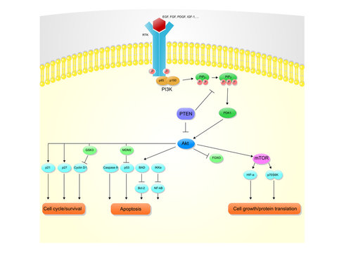 main molecules and actions of the PI3K-Akt pathway, or phosphatidylinositol-3-kinases.