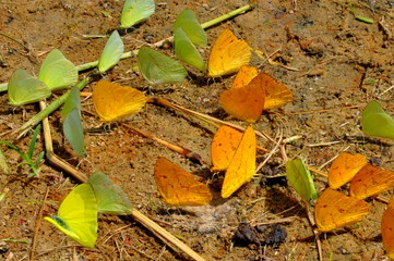 Butterflies in yellow and green in Suriname