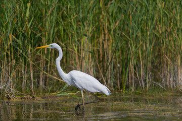 Great white egret (egret alba) during hunt