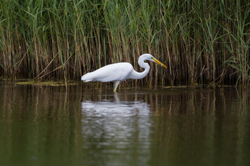 Great white egret (egret alba) during hunt reflected in the wate