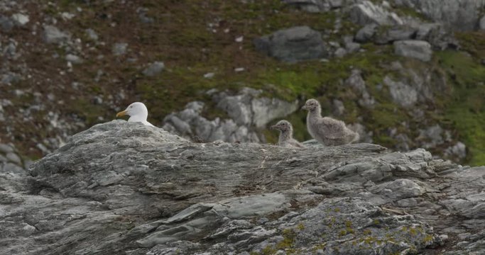 Glaucus gull and two chicks on nest with mossy hillside in background
