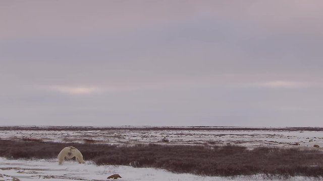Slow motion - wide polar bears battling on barren tundra