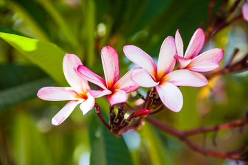  Floral wallpaper, Plumeria, exotic  flowers  tree in  blossom. 