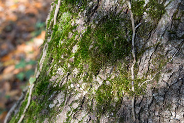 Mossy old tree