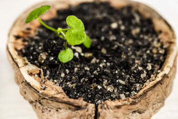 green plant close-up / ecological concept