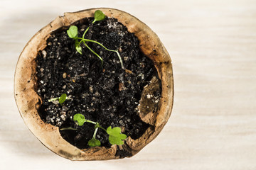 green plants / eco concept