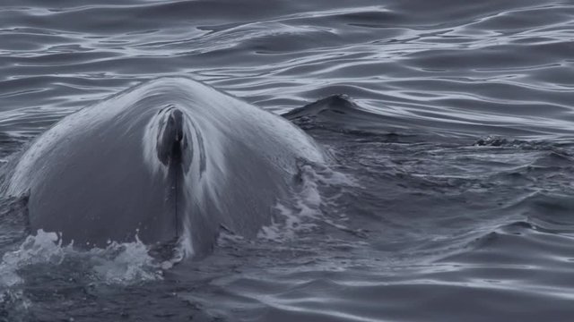 Slow motion close up humpback whale flukes and spine as it dives