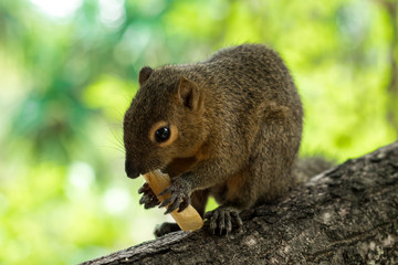 Asian Squirrel on a tree eating french fries. Asia, Bali, Indonesia.