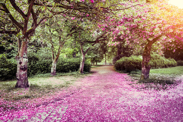 Naklejka premium Blütenweg/Weg mit rosa Kirschblüten