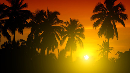 Coconut palms and the sun in the morning.