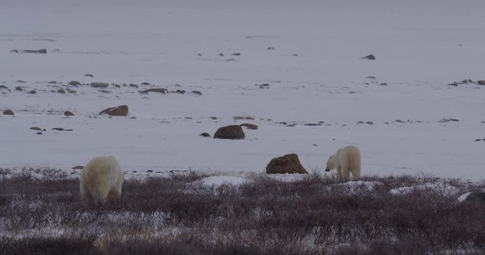 Snow falling on polar bears circling each other