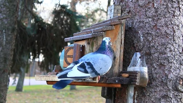pigeon and titmouse on the feeding-rack seeks the birdseed
