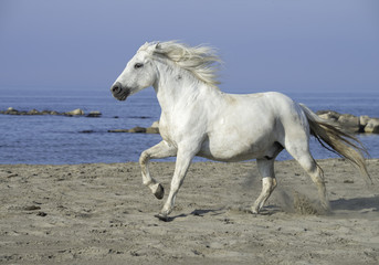 Obraz na płótnie Canvas White Stallion Running on the Beach