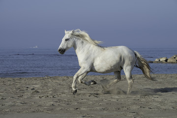 Obraz na płótnie Canvas White Stallion Running on the Beach