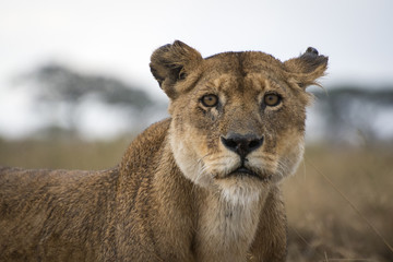 Fototapeta na wymiar Female lion in the Serengeti in Africa