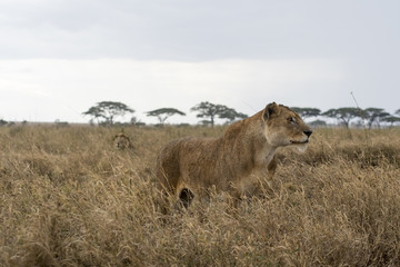 Male and Female lion in Tanzania