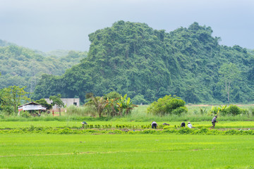 Farmer working out in green rice field of Thailand 