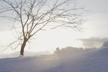 Fototapeta na wymiar snow landscape tree under sun on snowy terrain