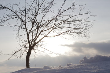 snow landscape tree under sun on snowy terrain