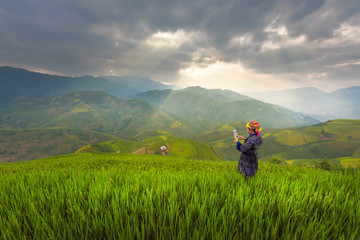 Fototapeta na wymiar Farmer hold a Smart phone and Keep rice on rice field in Vietnam. Vietnam Landscape