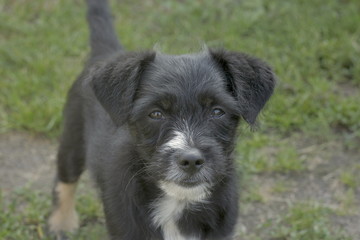 scottish terrier looking