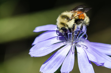 Bee Tirelessly Gathering Pollen from a Tiny Blue Flower