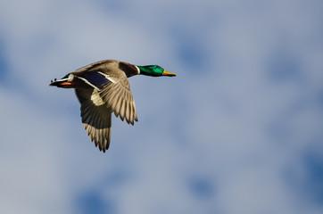 Obraz premium Mallard Duck Flying in a Blue Sky