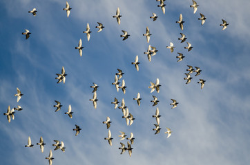 Flock of Rock Pigeons Flying in a Blue Sky