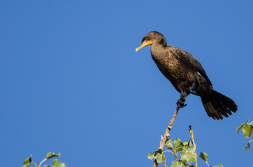 Double-Crested Cormorant Perched High in a Tree