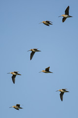 Flock of Wilson's Snipe Flying in a Blue Sky