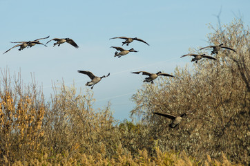 Flock of Canada Geese Coming in for a Landing in the Marsh