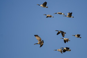 Flock of Canada Geese Flying in a Blue Sky