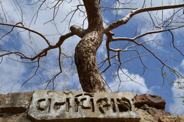 Branches of Tree