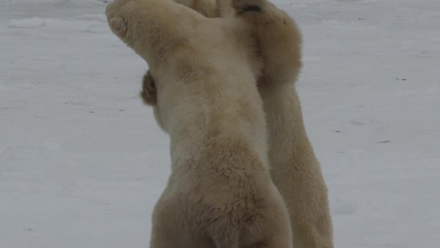 Slow motion - polar bears clash violently on sea ice as they spar and dance
