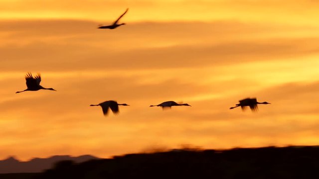Cranes At Sunset Get Lost in Mountain Silhouette